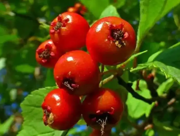 What Are the Main Applications of Rose Hip Extract Powder?
